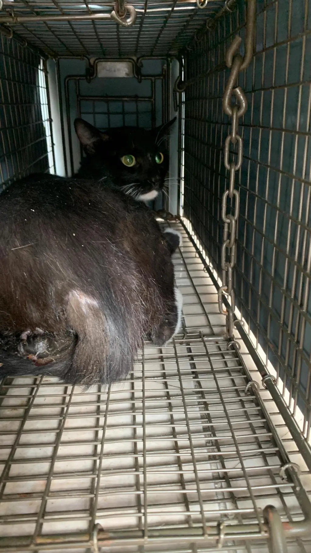 한국 고양이 보호중 사진
