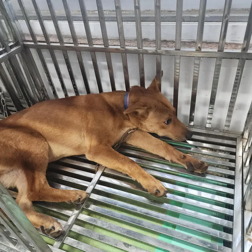 믹스견 보호중 사진