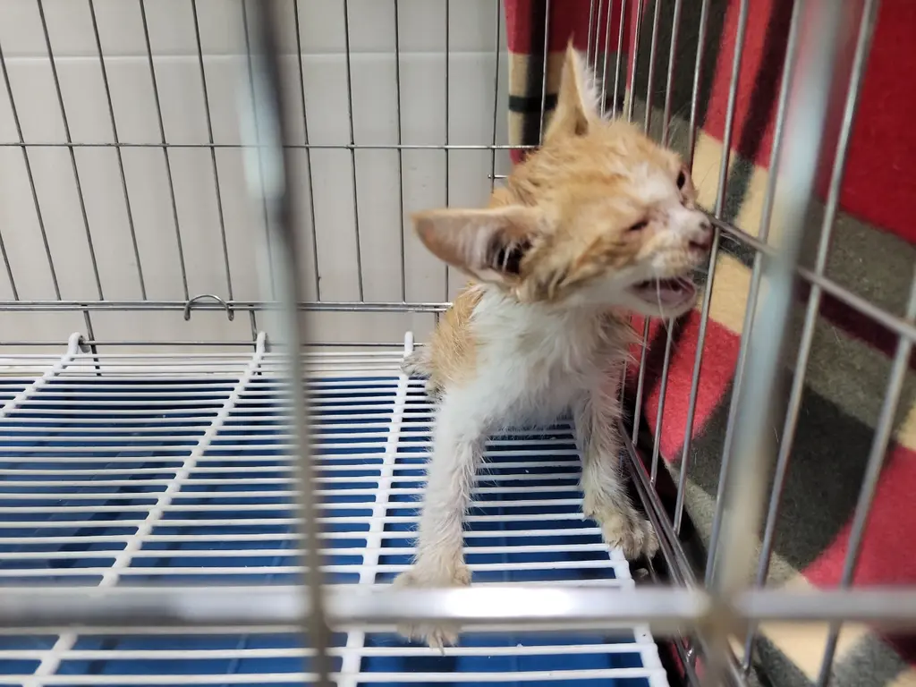 한국 고양이 보호중 사진