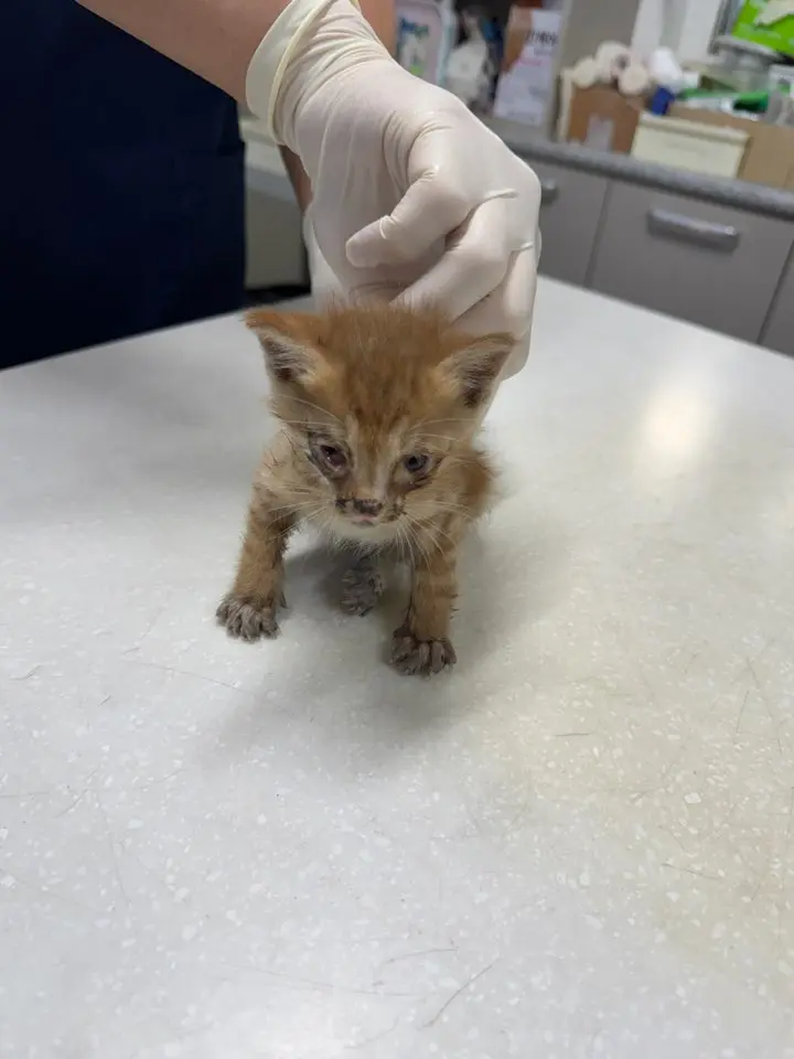 한국 고양이 보호중 사진