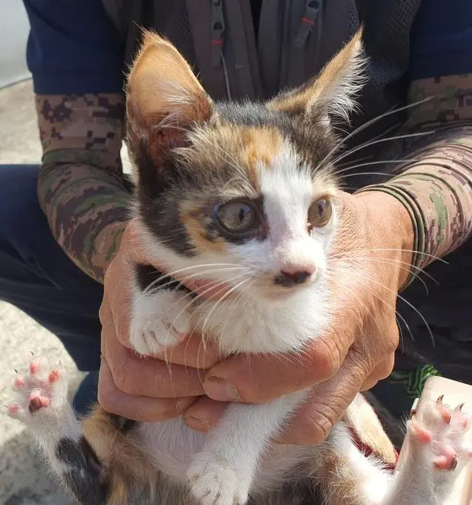 한국 고양이 보호중 사진