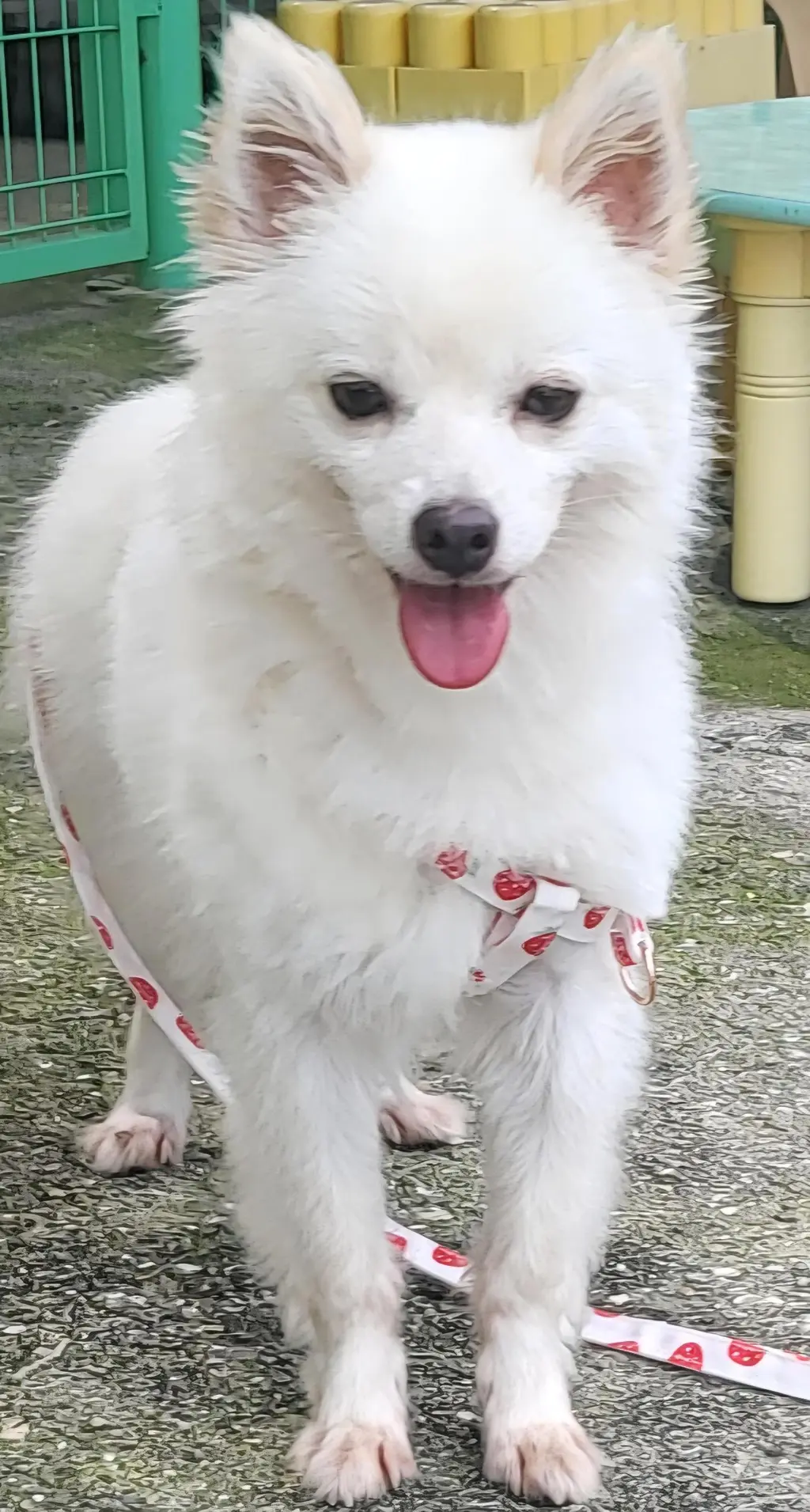 믹스견 보호중 사진