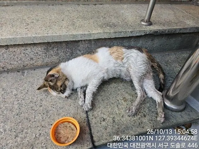 한국 고양이 보호중 사진