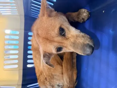 믹스견 보호중 사진