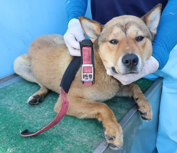 믹스견 보호중 사진