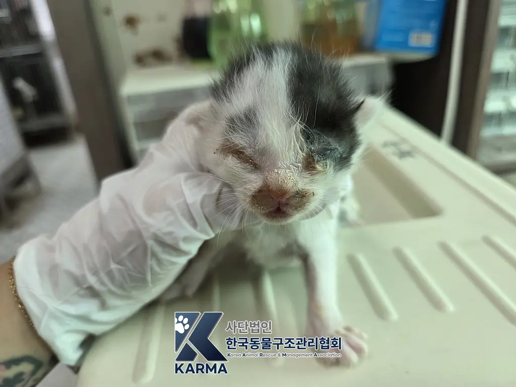 한국 고양이 보호중 사진