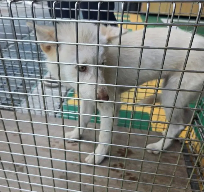 믹스견 보호중 사진