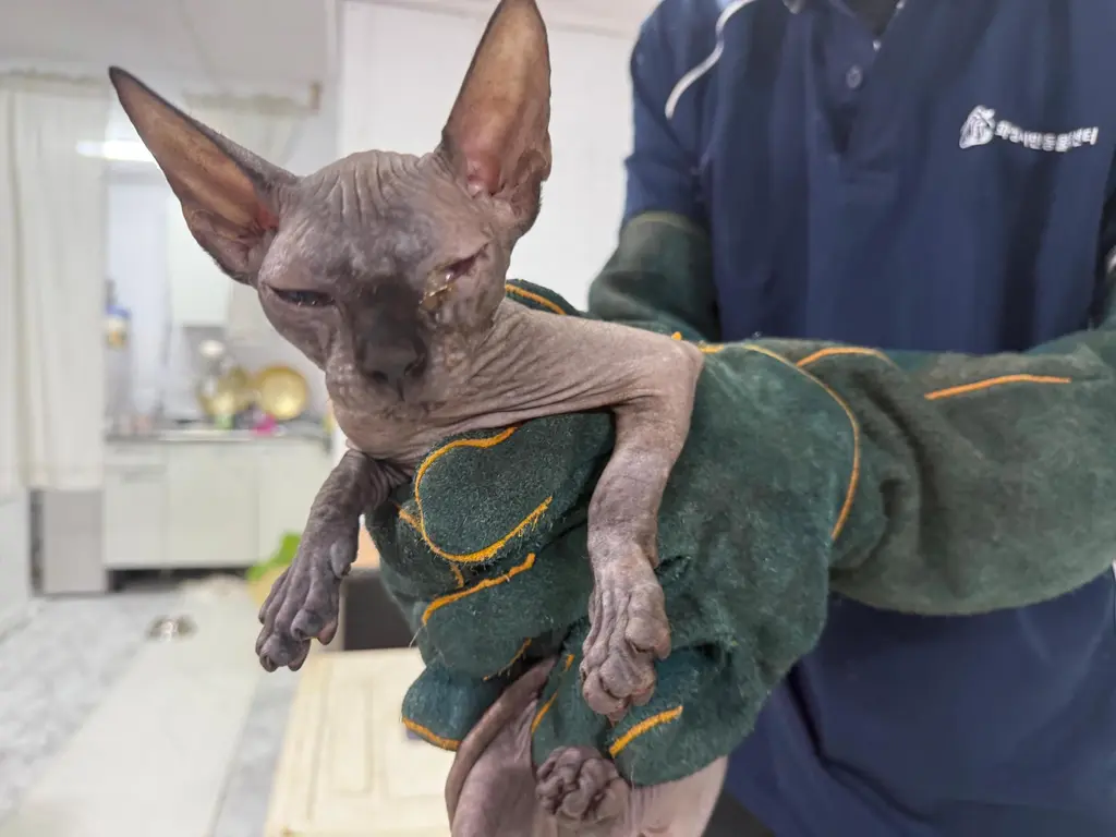 스핑크스 보호중 사진