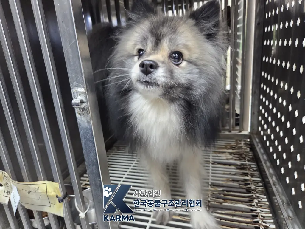 포메라니안 보호중 사진