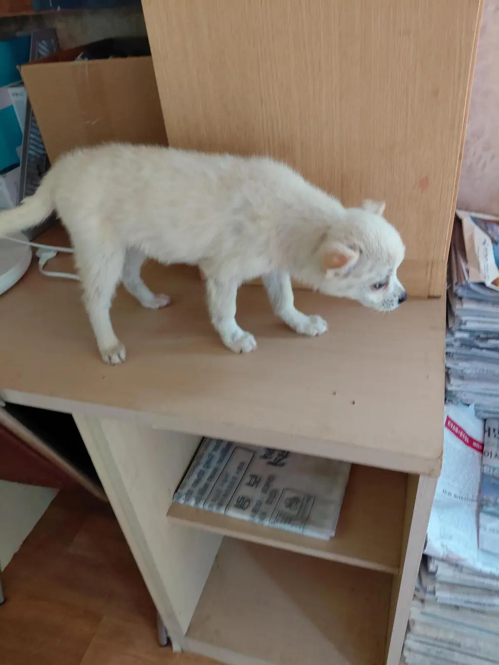 믹스견 보호중 사진