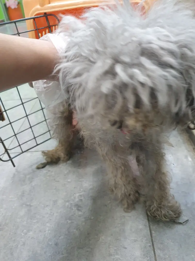 푸들 보호중 사진