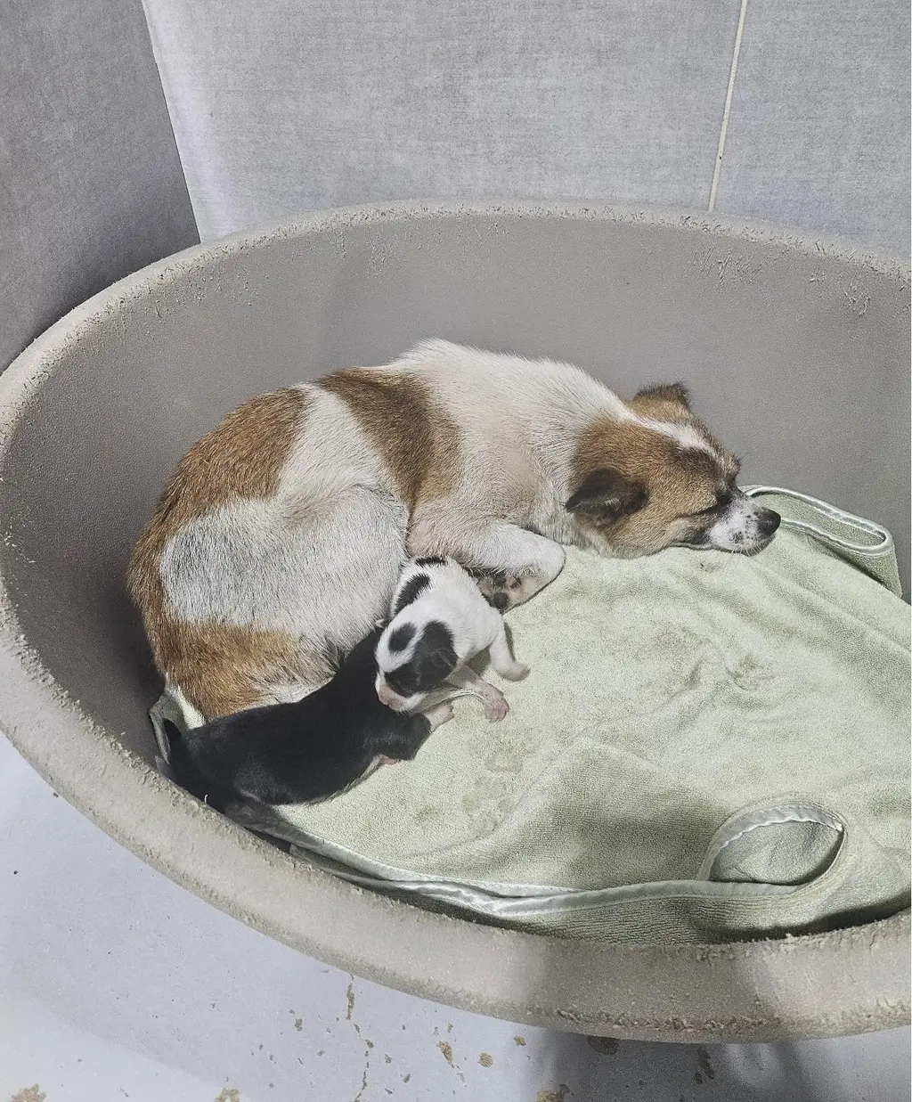 믹스견 보호중 사진