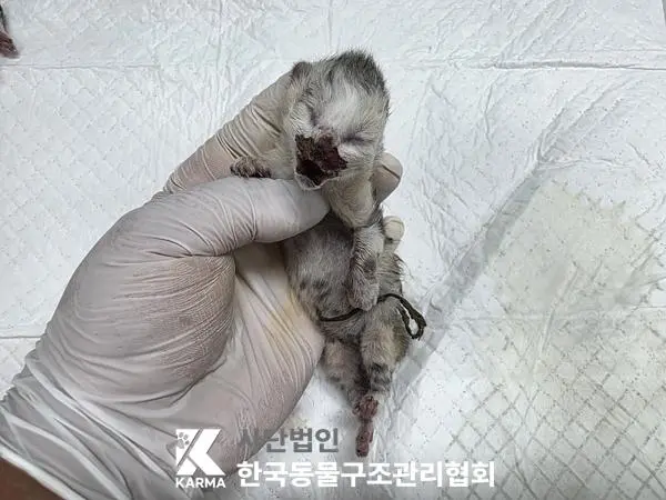한국 고양이 보호중 사진