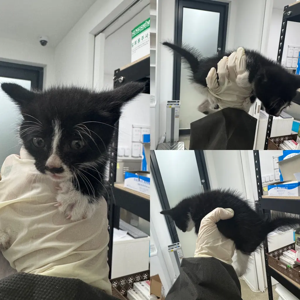 한국 고양이 보호중 사진