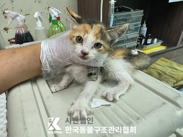 한국 고양이 보호중 사진
