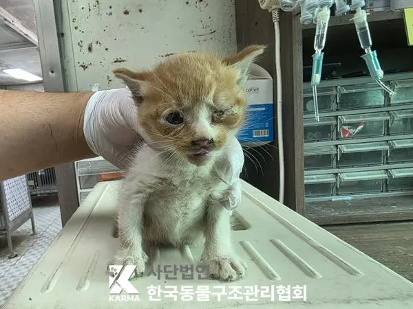 한국 고양이 보호중 사진