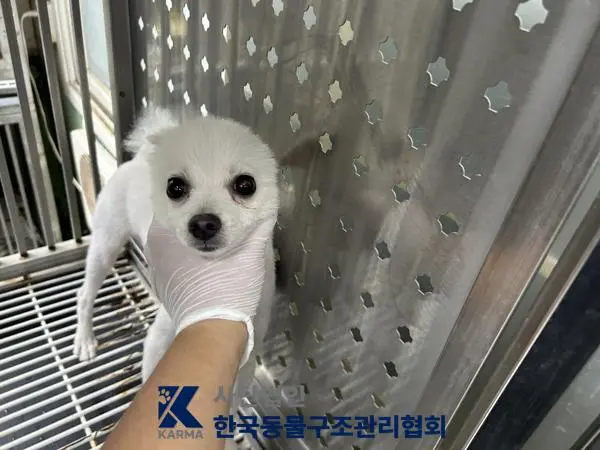 포메라니안 보호중 사진