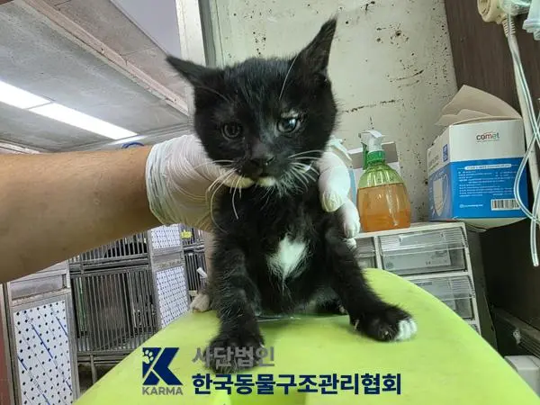 한국 고양이 보호중 사진