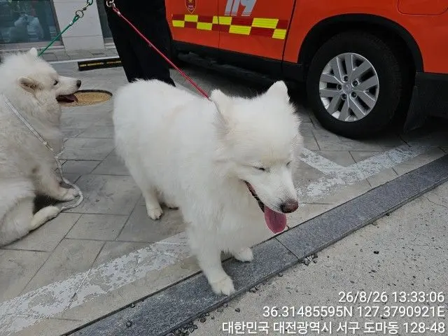 사모예드 보호중 사진
