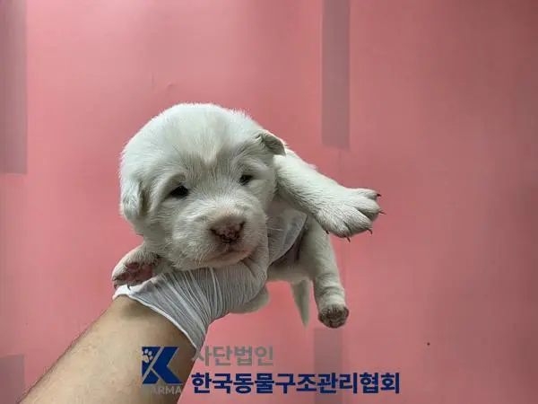 믹스견 보호중 사진