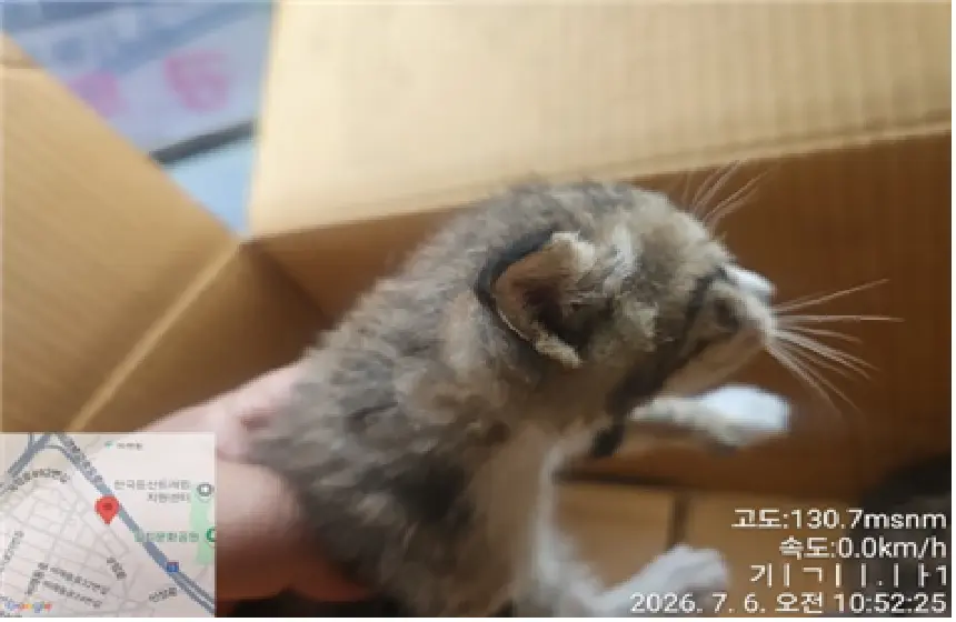 한국 고양이 보호중 사진