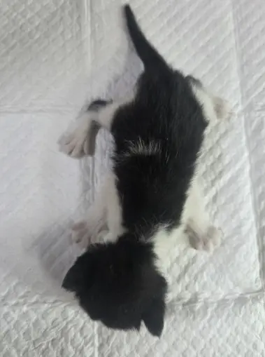 한국 고양이 보호중 사진