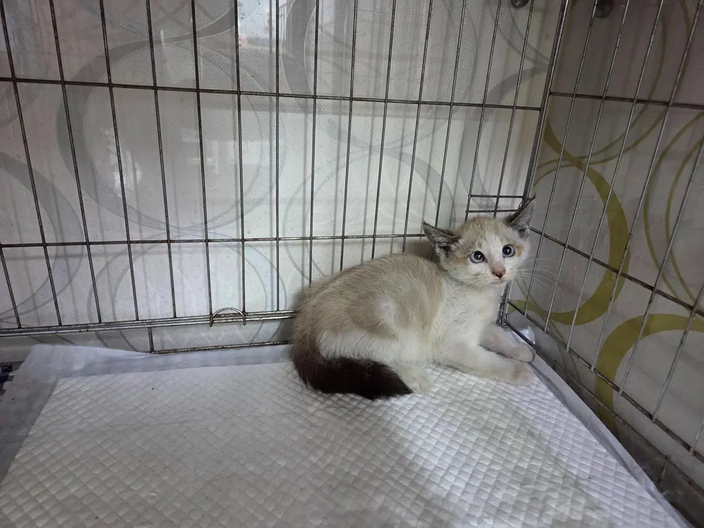 믹스묘 보호중 사진