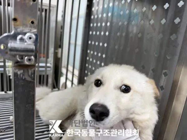 믹스견 보호중 사진