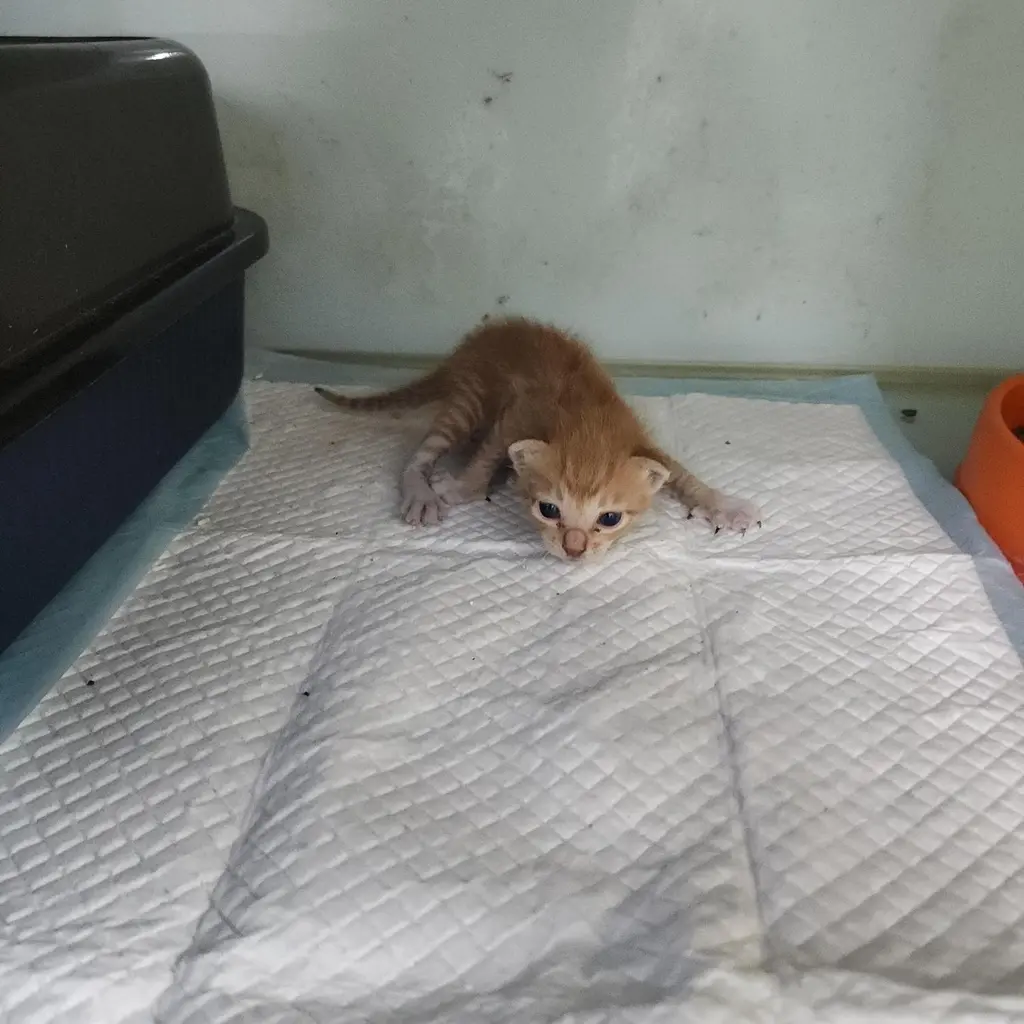 한국 고양이 보호중 사진