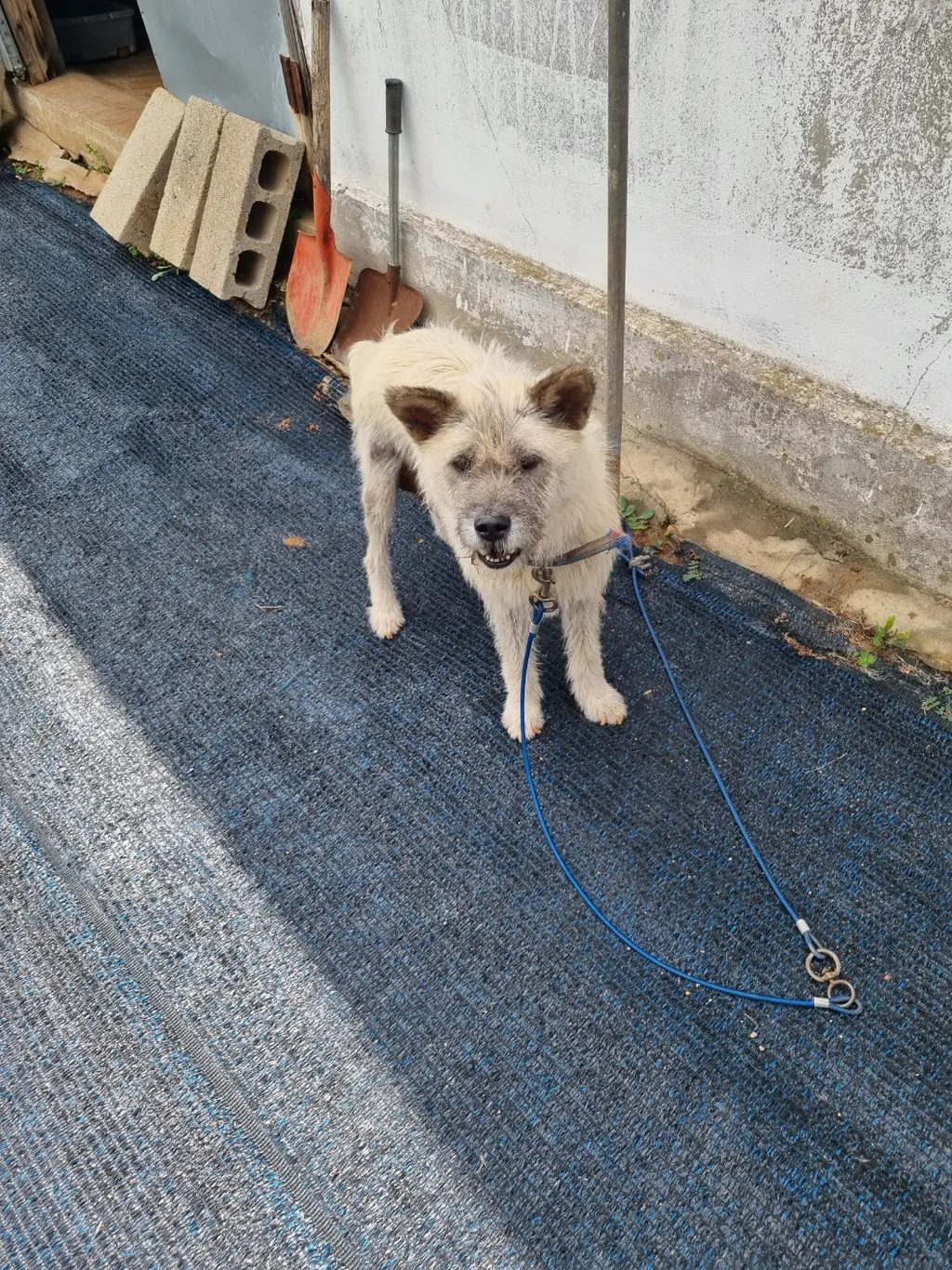 믹스견 보호중 사진