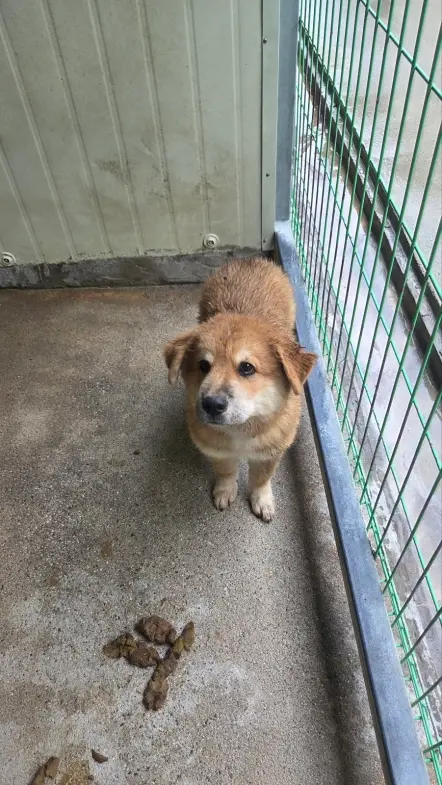진도견 보호중 사진