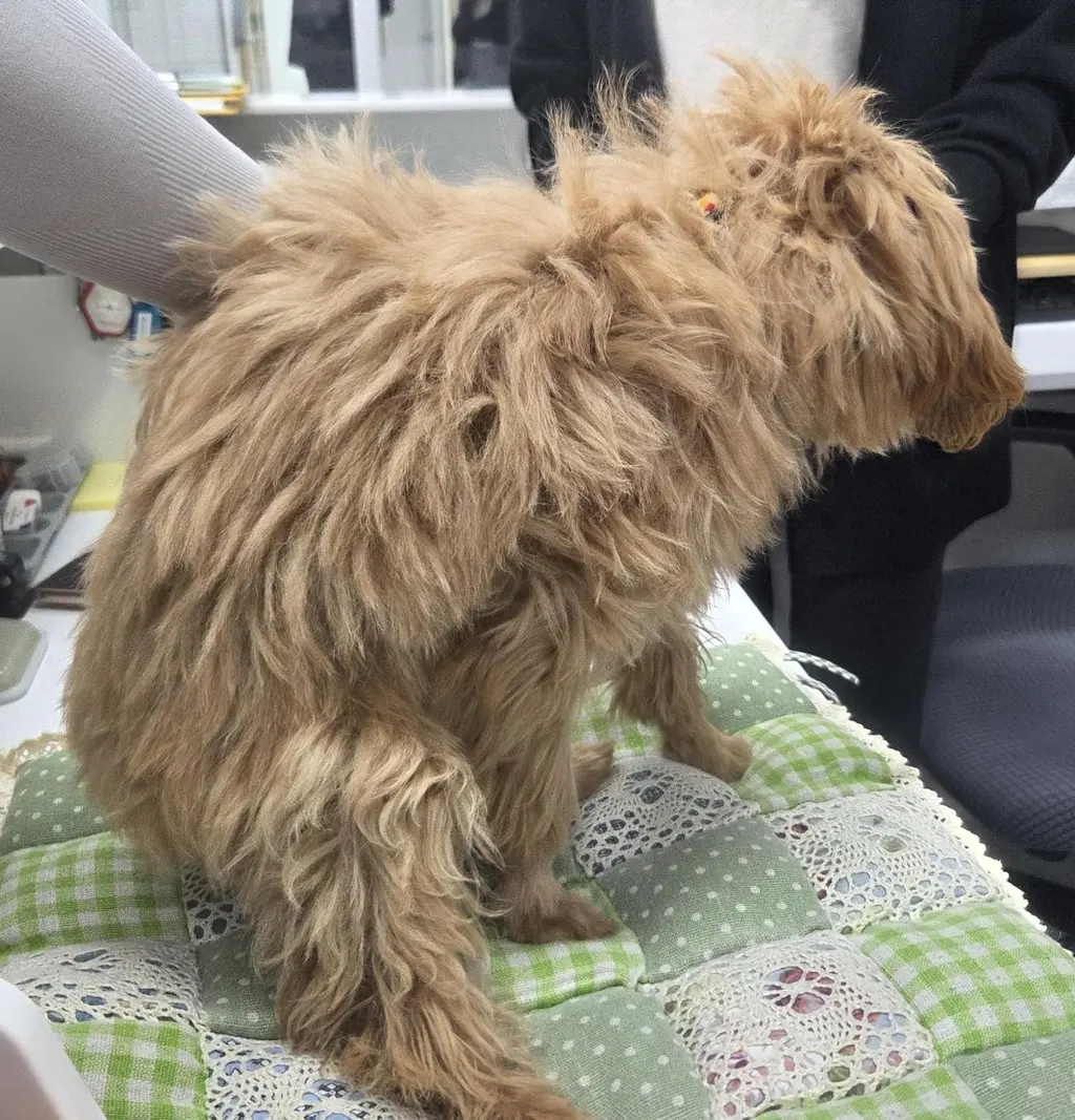 푸들 보호중 사진